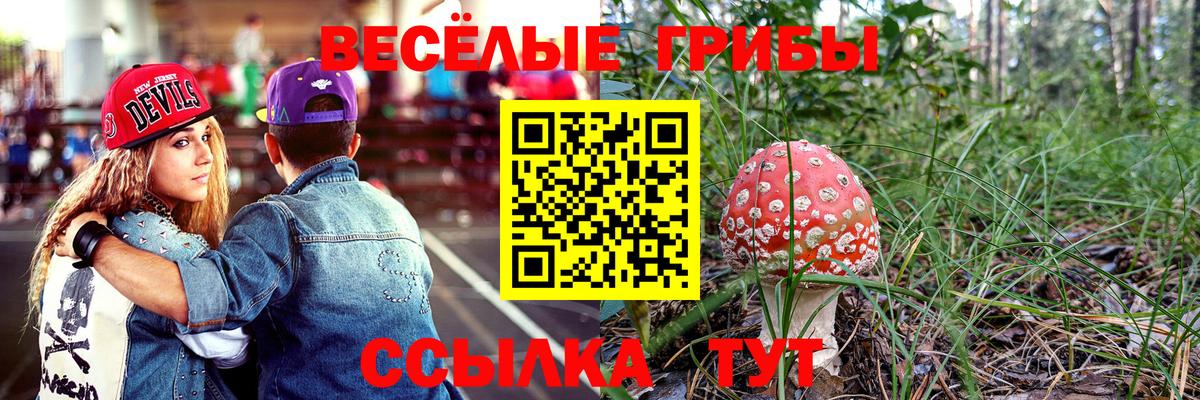 Энгельс  Галлюциногенные грибы Cubensis  Вход с VPN 